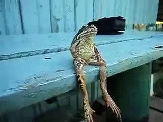 A Frog Sitting on a Bench Like a Human