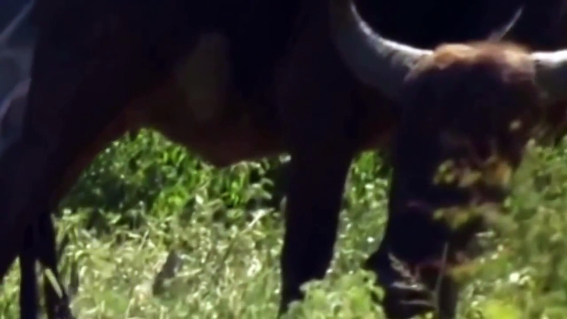 ⁣LIONS & BUFFALOES - The Mortal Enemies ( Best Animal Documentaries )
