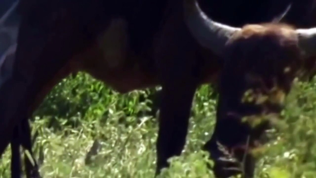 LIONS & BUFFALOES - The Mortal Enemies ( Best Animal Documentaries )