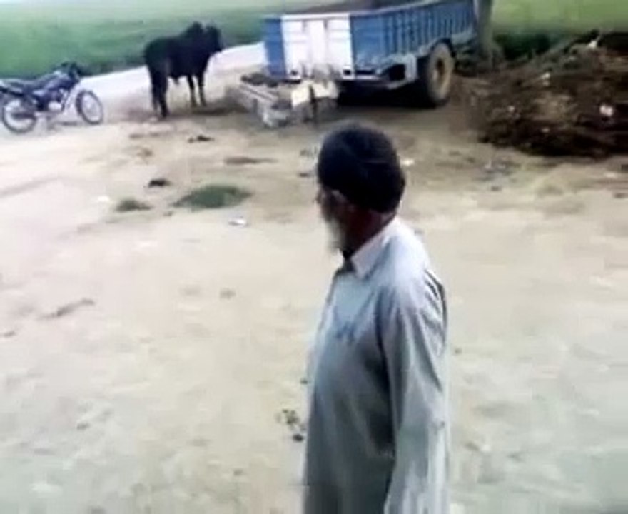 Fight Punjabi Babe Funny