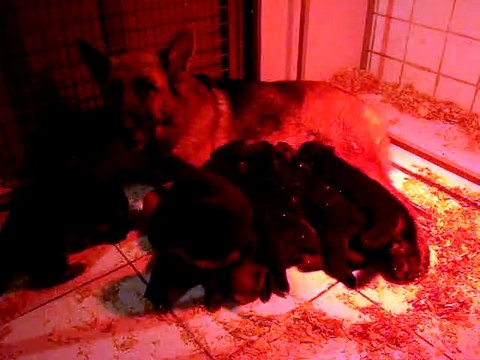 2015-11déc BB HINDY et GAROU 4 semaines