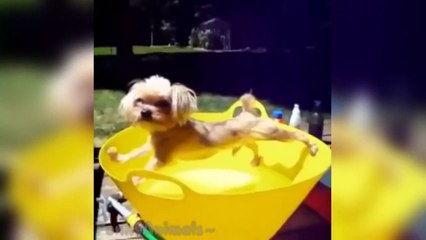 Best Animals Vines Funny Animals Videos