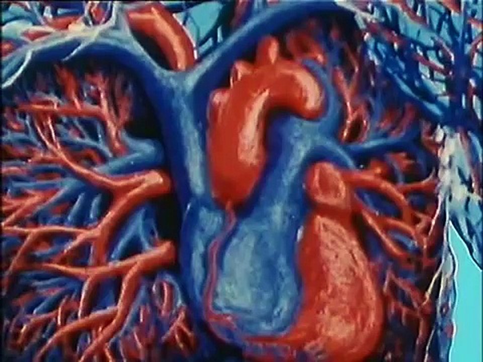 Es war einmal das Leben (1986) - Folge 5 - Ein ganz besonderer Saft oder Das Blut