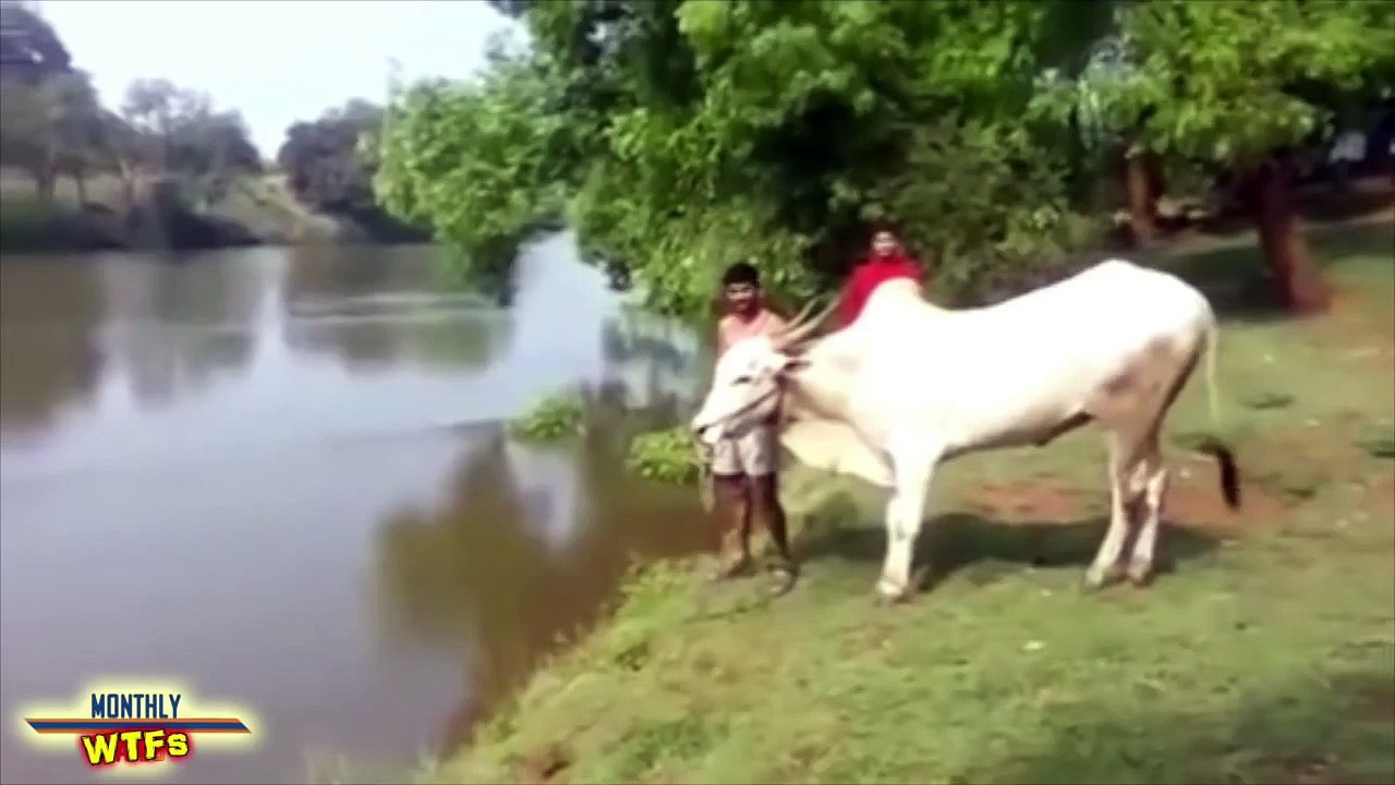 WTF Compilation