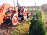 Planting Small Trees and Evergreens...Video on Planting Trees   By B Hirst