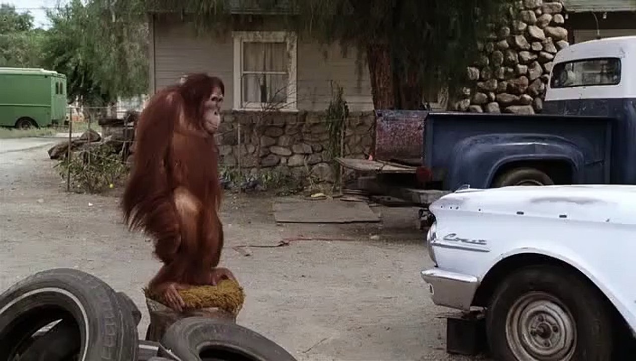 How Gorilla Shot -Lets See