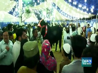 کراچی میں 3 سینگ والا بکرا جس نے پورے کراچی میں دھوم مچارکھی ہے
