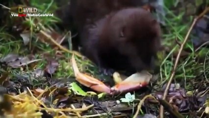 Wild Alaska - National Geographic Documentary HD