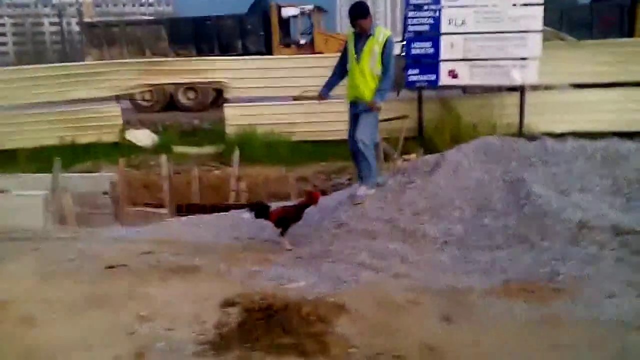 Funny Fight  vs Man