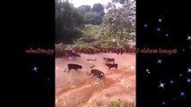 whatsapp funny viral videos 2016 2015  5 dogs attack a king cobra viral  whatsapp funny videos