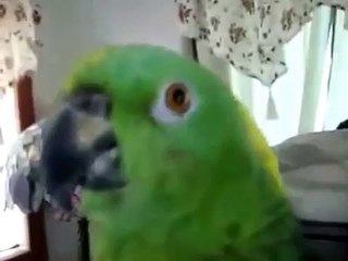 Амазон красиво поет!