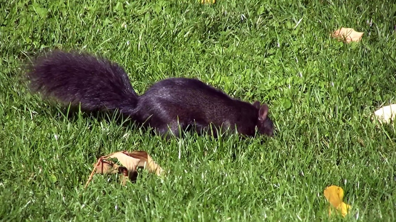Dove nascondere  la ghianda??