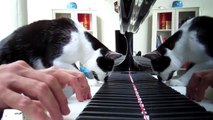 Heart and Soul piano duet for cat and human