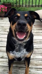 Brody the AMAZING talking dog!