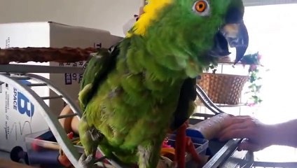 Амазон рычит и говорит!