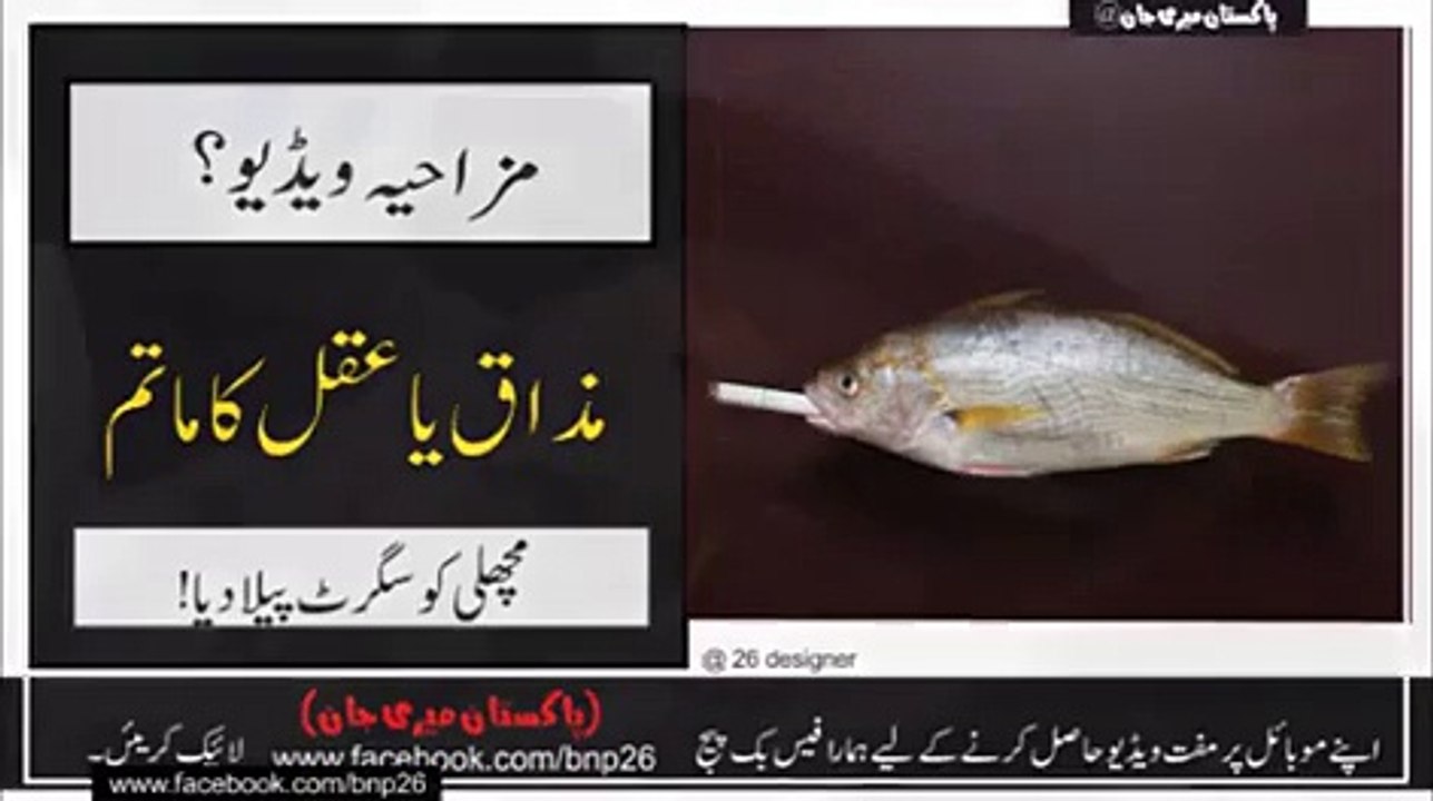 A Fish Smoking A Cigarette