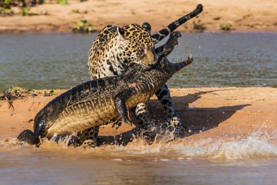 wild animals fighting to death - snake vs mongoose slow motion - wildlife animals attack