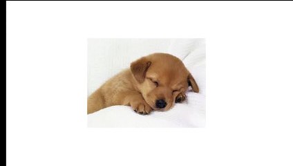 Peppa Pig Bakery Shop Playset Play Doh Pastelería Pasticceria Disney Frozen Princess Anna Elsa Dolls