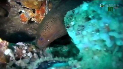 Thế Giới Động Vật: Tiết lộ Bí mật về Lươn MORAY