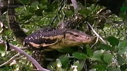 Thế Giới Động Vật: Tìm hiểu về LOÀI RẮN SÁT THỬ SĂN MỒI