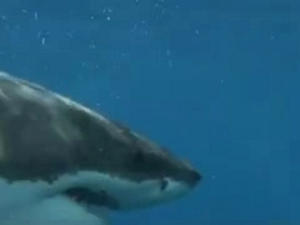 SharkDiver.Com-Isla Guadalupe