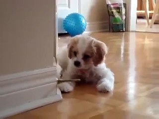 Puppy Battles Doorstop