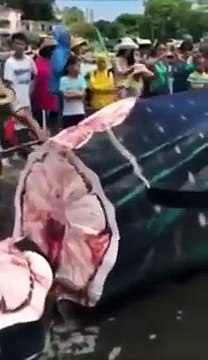 Chinese Vendors Saw a Giant Whale Shark Into Pieces While Its Still Alive