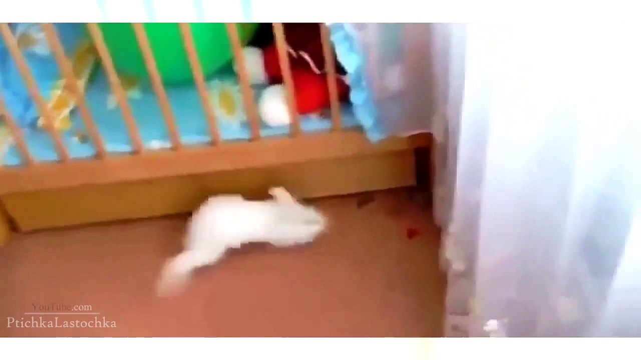 Funny Animal Videos