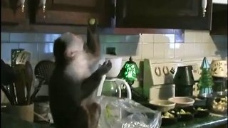 Monkey Caught Stealing Grapes
