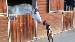Baby goat tries to head-butt adult horse