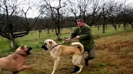 2 Kangal Köpeğin Kapışması ! Fena Çok Fena.