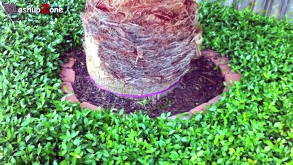 Funny Dogs - A Funny Dog Videos Compilation 2015