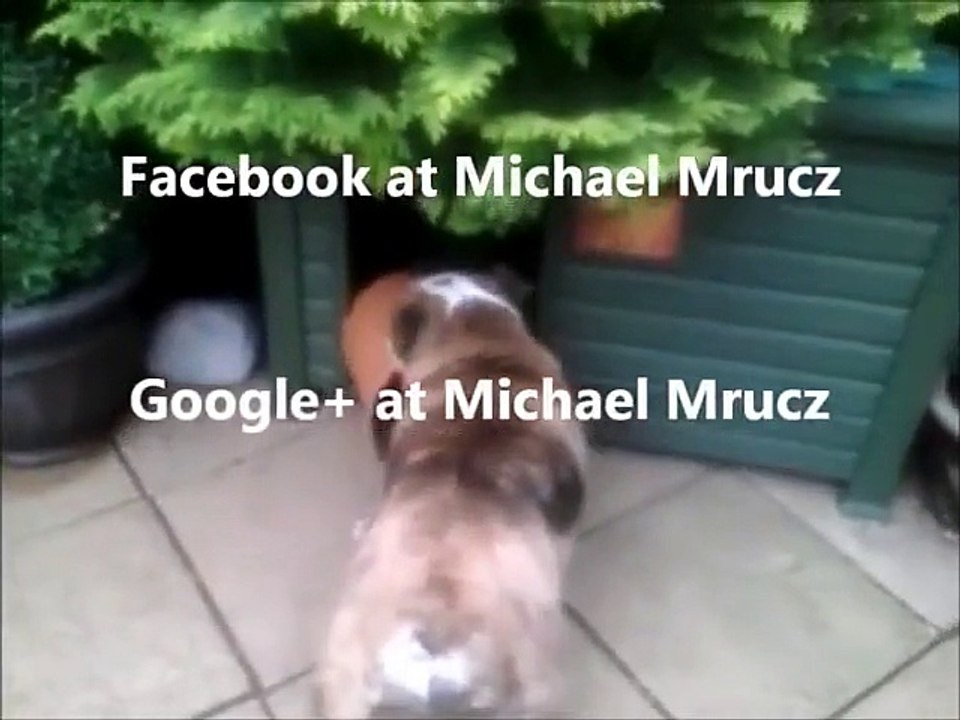 The dog ate my homework!