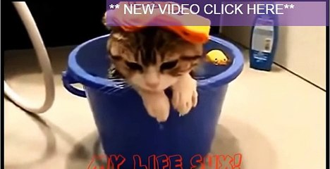 Funny Cats Compilation [Most See] Funny Cat Videos Ever Part 1