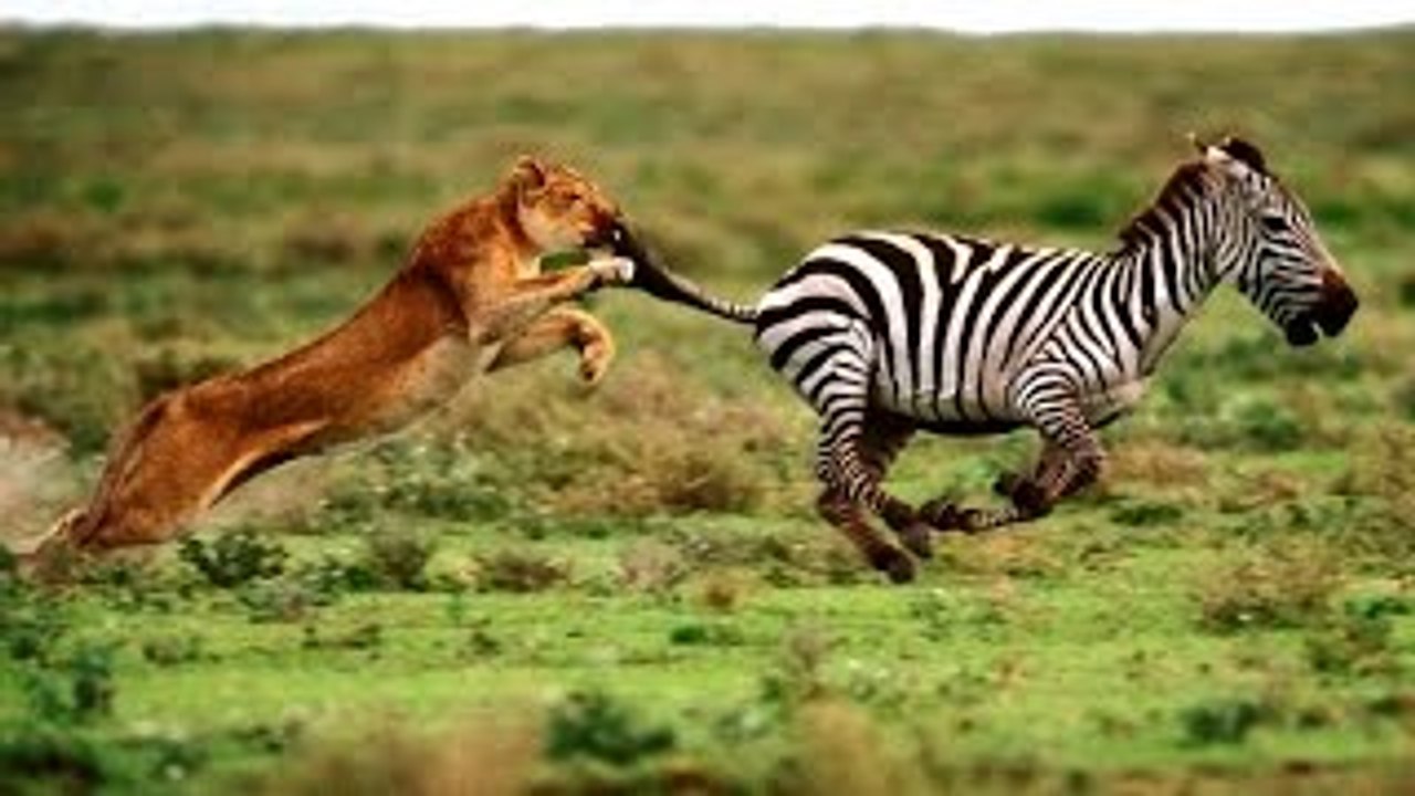 Predadores Letais - Caçadores em grupo