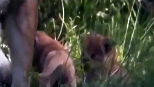 Watch Lions Documentary: The Lion, the Only 1st Class Killer National Geographic Full Epis