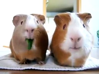 Max funny hi hi amazing eat hi hi