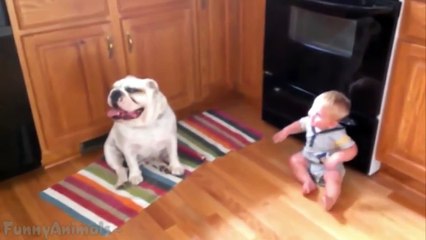 Cute Bulldogs Cuddling and Playing With Babies - Dog