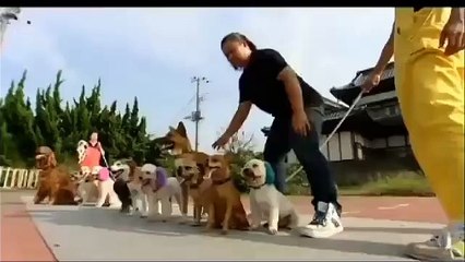 İp atlayan köpekler