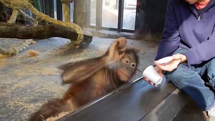 Funny & intelligent monkey