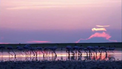 Great Zebra Exodus - Nature Zebra Documentary