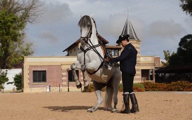 Royal Andalusian School of Equestrian Art.