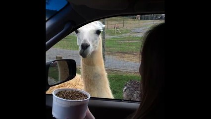 Man Pranks Girlfriend By Rolling Down Window