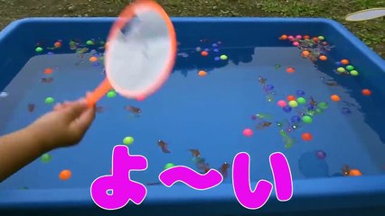 子供と遊ぶ 金魚とスーパーボールすくい Goldfish scooping