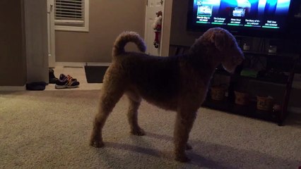 Un chien sans cordes vocales essaie d’aboyer