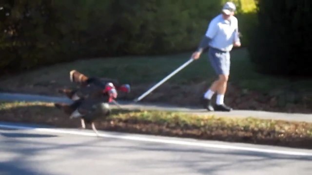 Mailman gets attacked by Turkeys everyday!! Hilarious!