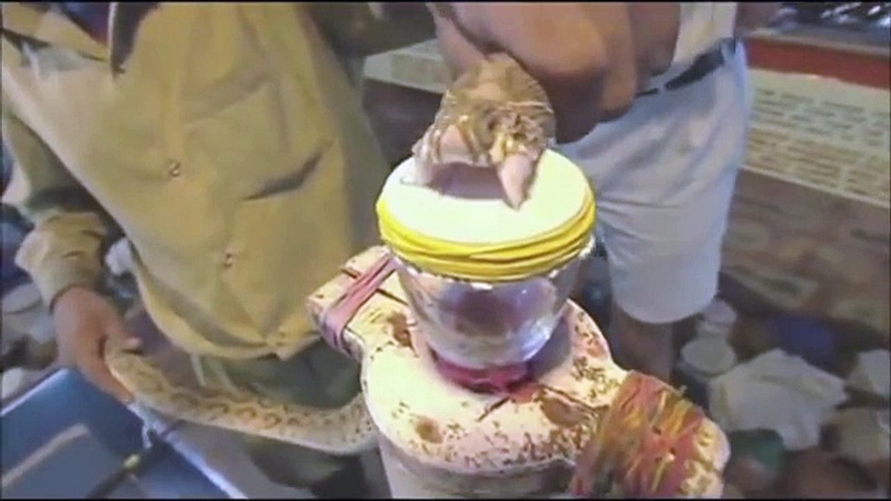 Le venin de ce serpent transforme le sang humain en gelée. Flippant