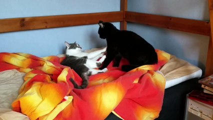 Pixel and Blob playing again (cats) (November 23rd, 2015 - 9:39 AM)