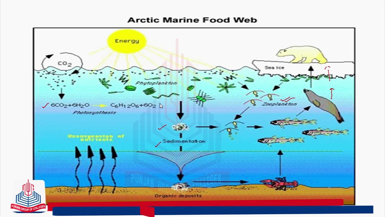Features of Aquatic Ecosystem & Productivity of  Aquatic Ecosystem