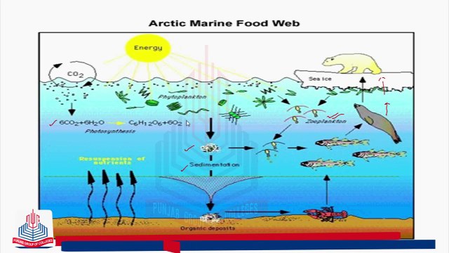 Features of Aquatic Ecosystem & Productivity of Aquatic Ecosystem
